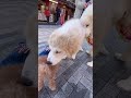 大きなわんちゃんにモテた日 【かわいい】【トイプードル】 shorts 犬 ペット もふもふ おすすめ 運営さん大好き dog cute