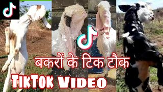 |Rehan goat farm|Goats TikTok Videos|TikTok is banned|Bakra ke TikTok Videos|बकरों के टिक टोक Video