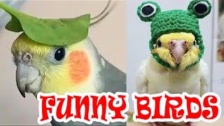 Funny Bird Videos #3 🦜 Funny Parrots Talking, Singing and Dancing Compilation