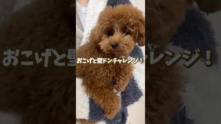 【壁ドンチャレンジ】賢い犬は壁に手をつけるらしいけど、子犬トイプーはどうなる？ #shorts