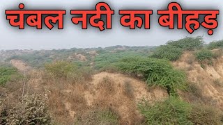 चंबल का बीहड़ | Chambal ka biyaban jungle | travel by Madhya Pradesh#Chambal