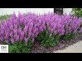 salvia variety comparison walters gardens