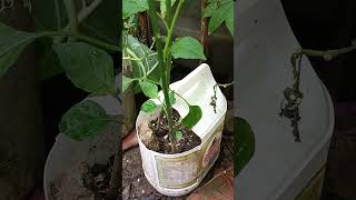 പച്ച കാന്താരി, മുളക് 🌱#agriinfotalks #agriculture #cookshore #chilli #promocontentnscript