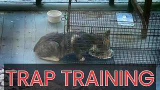 How to Trap Train Feral Cats for TNR (Using Tru Catch Traps)