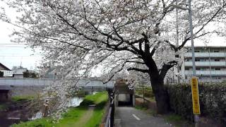 京王線と桜のコラボ