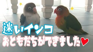 【迷いインコの保護 part11】友達ボタンインコと2羽で遊ぶ姿が愛しすぎる♪