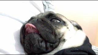 危なすぎるパグの無呼吸爆睡。もっかい寝るんかい Pug KUROMAME Puppy