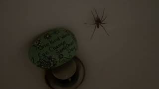 @trinamason Wani wachiyelo ate omakiyayo and the wolf spider 1:03am friday july 8 2022 one kind word