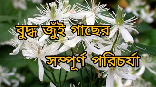 বুদ্ধ জুঁই গাছের সম্পূর্ণ পরিচর্যা।