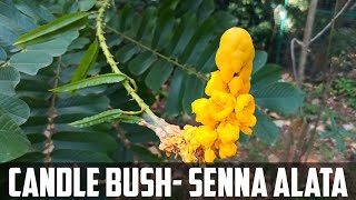 Senna alata flower video | candle bush flower video