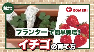 【プランター栽培】イチゴの育て方【コメリHowtoなび】