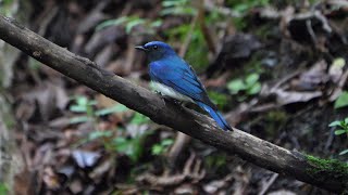 山中湖 大洞の泉のオオルリ（雄）の水浴び　その１０５（4K60P動画）