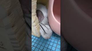 挟まってる？ #チンチラ #친칠라 #chinchilla #龙猫 #龍貓 #shorts