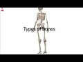 bone types 3d أنواع العظام