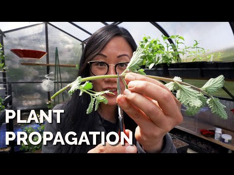 Which plants grow from stems?