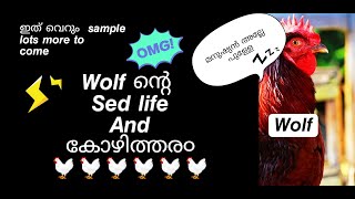 Wolf ന്റെ കോഴിത്തര൦ And Sed Life 🐔 | Blood Mos YT