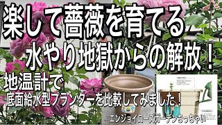 水やり地獄からの解放！楽して薔薇を育てる。底面給水型プランターで薔薇を育てています。1ヶ月ぶりの水遣りです。今回は3つのタイプの底面給水型プランターで比較しました。