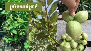 ត្របែកអត់គ្រាប់ ដាំចេញផ្លែច្រើនណាស់ | Guava