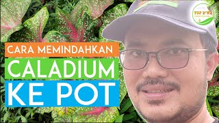 CARA MEMINDAHKAN TANAMAN KLADIUM HUTAN KE DALAM POT