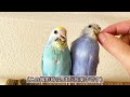 【メガバクテリアの症状】知らないと手遅れに！幼鳥セキセイインコの可愛い様子