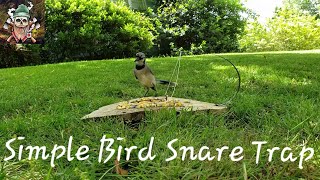 Simple Bird Snare Trap