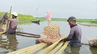 পাট ধোয়ার পদ্ধতি। বিল কুরুলিয়ায় কৃষকের বন্ধু রেজাউল করিম।