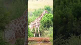 All Giraffe are ❤️ unique #animals #shorts #wildlife