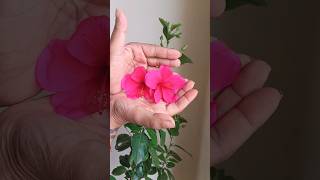 Hibiscus Timelapse: The Red Twins - Bud to Flower