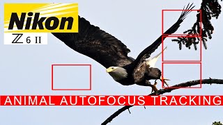 Nikon Z6II for Wildlife Photography - Animal Autofocus Tracking  Review