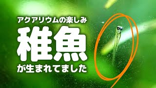 ハナビの稚魚育成経過報告①いつの間にか孵化していた稚魚の育成を始めます #アクアリウム 【ビバアクア】