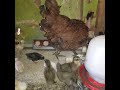 Ducklings & chicks: Maasaimoran farm Ngong @Maasaimorantv