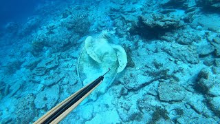 ウミガメの死骸を見つけました…