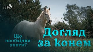 Догляд за конем. Як дбати про коня, що необхідно знати? Кінний клуб \