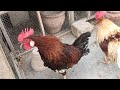 adorable 3 roosters having fun naughty roosters eating🐓🐓🐓💕