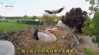 白鹤的爱情故事