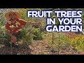 Growing Fruit Trees IN My Vegetable Garden & What to Avoid