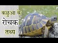 Amazing facts about tortoise ll hindi video ll #shorts