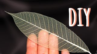 ☘How to make Skeleton Leaves at Home/Home Decor Idea