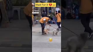 Treat Evry animal Same💔🥺🥺 #love #animals #dog #streetdog #viral #shorts