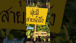 #ฝรั่งสุ่ยมี่ #ฝรั่งสายน้ำผึ้ง #กิ่งพันธุ์  #บ้านสวนคุณครู #บ้านสวนคุณครู