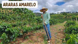 Capina Eficiente na Lavoura de Café Araras Amarelo: Técnicas e Dicas para Alta Produtividade!