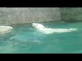 ポロロ　今日のお気に入りはポリタンク　シロクマ　ポロロ３５５（とくしま動物園）