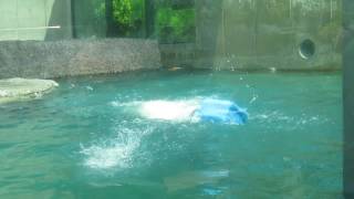 ポロロ　今日のお気に入りはポリタンク　シロクマ　ポロロ３５５（とくしま動物園）