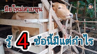 รู้4ข้อนี้มีแต่กำไร เลี้ยงวัวสายขุน