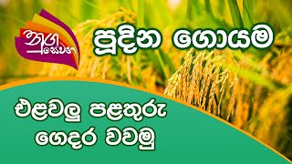 Nugasewana - පූදින ගොයම | 2021-10-05 |Rupavahini