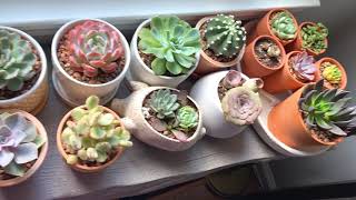 Succulent Echeveria Indoor Collection, Orange Monroe, Raindrops, Bear Paws and more !