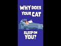 Why Your Cat Sleeps On You #shorts