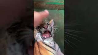 🐯🐯🐯Don't touch me, or I’ll bite you!😠😡 #tigercub  #tiger #kitten #foryou #cute #kitty #zoo #adorable