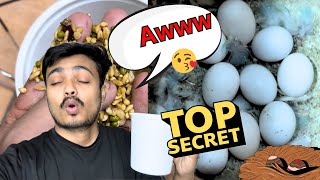 Budgie breed nahi kar rhe 🥹 Awwww | budgies breeding secrets