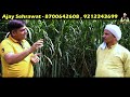 smart napier grass for dairy farm 1 बार लगाओ 8 साल छुट्टी भारत में no. 1 हरा चारा 9212343699